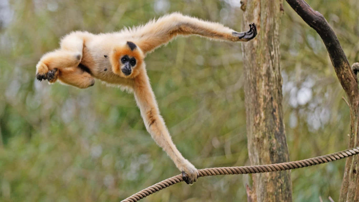 A cute gibbon swings from tree to tree on a sunny day