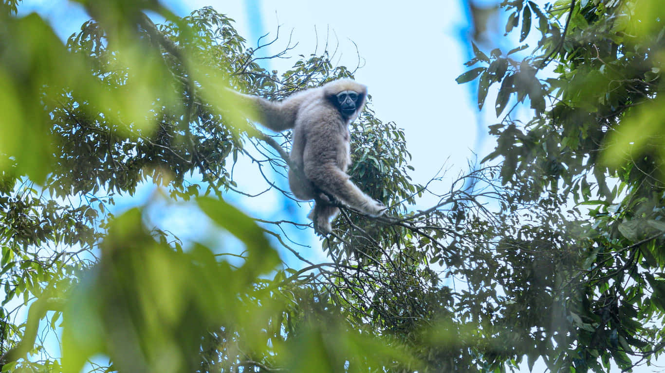 A Close-up of a Gibbon Swinging Through the Trees