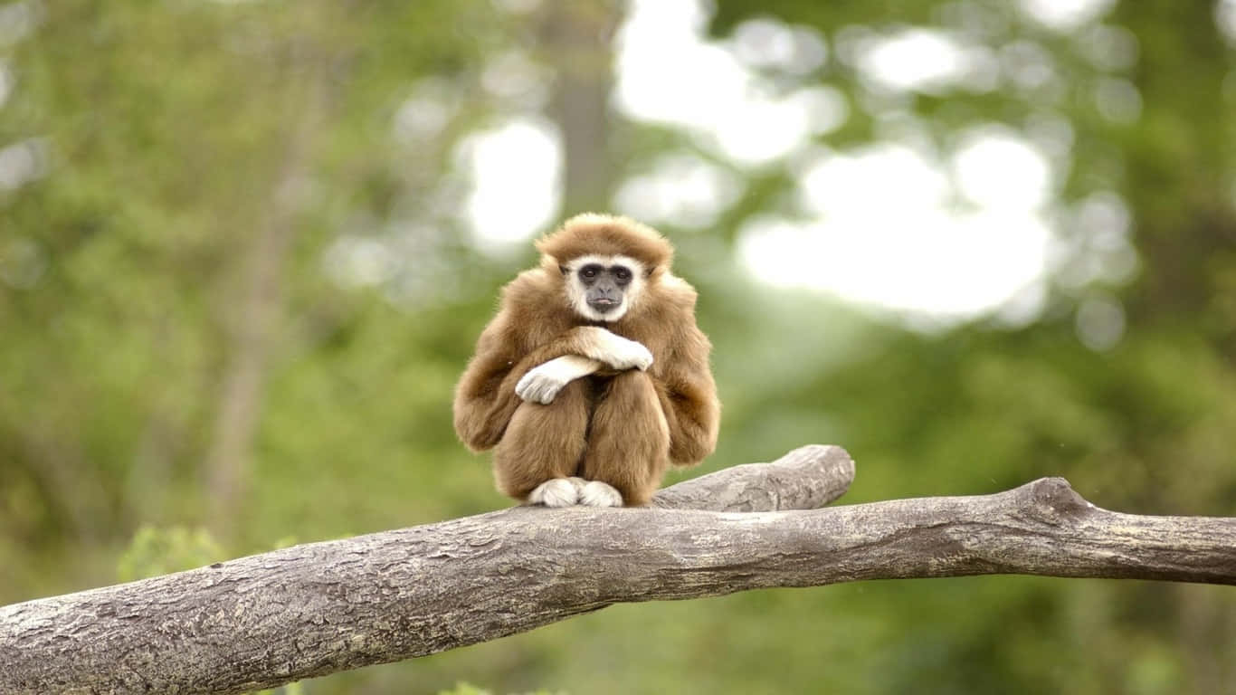 A Monkey Sitting On A Branch In The Forest
