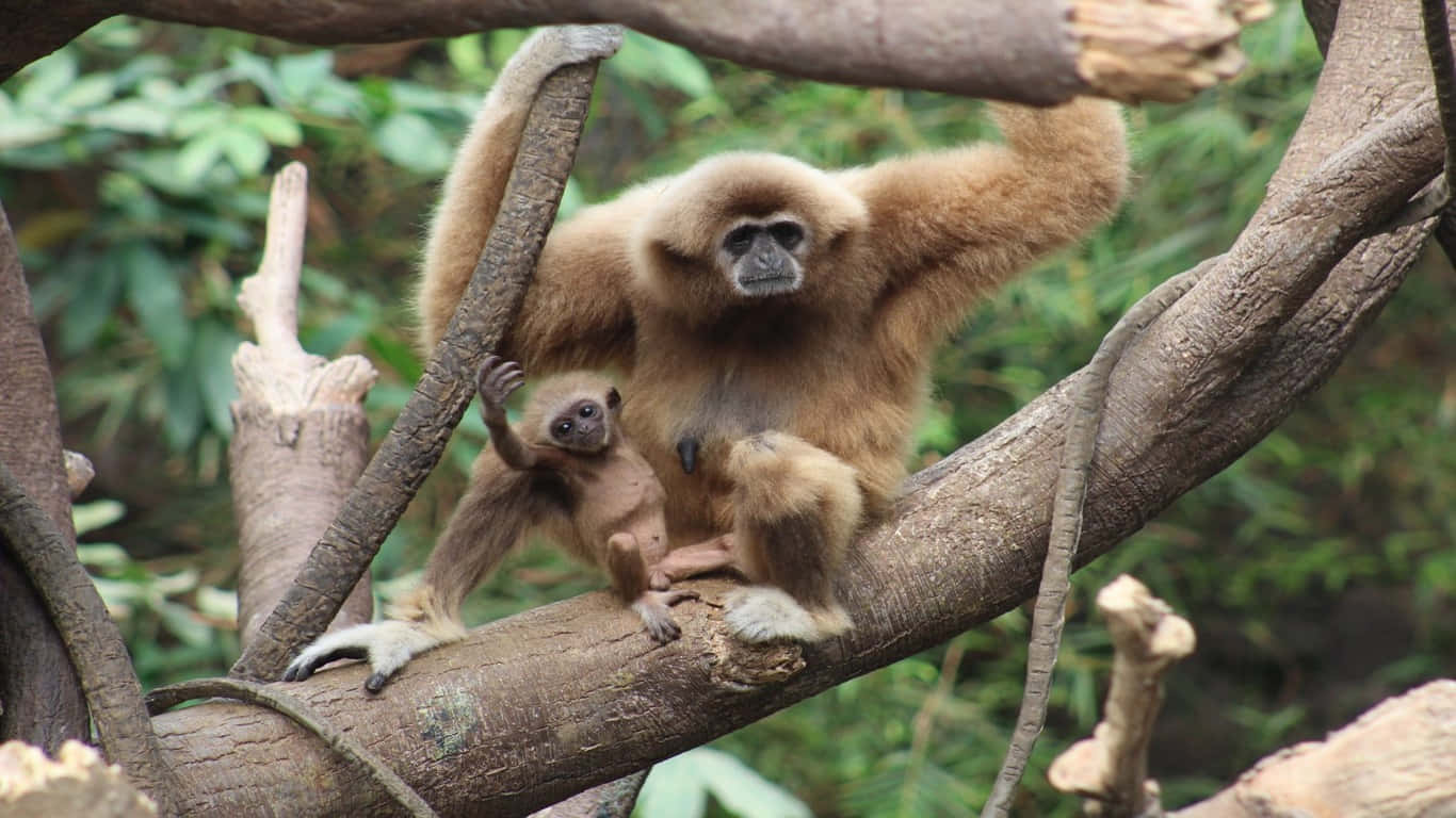 "Curious and mischievous, a mother Gibbon looks at the camera"