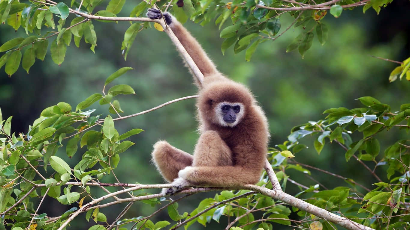 A young white-handed gibbon swinging through the jungle of South East Asia.