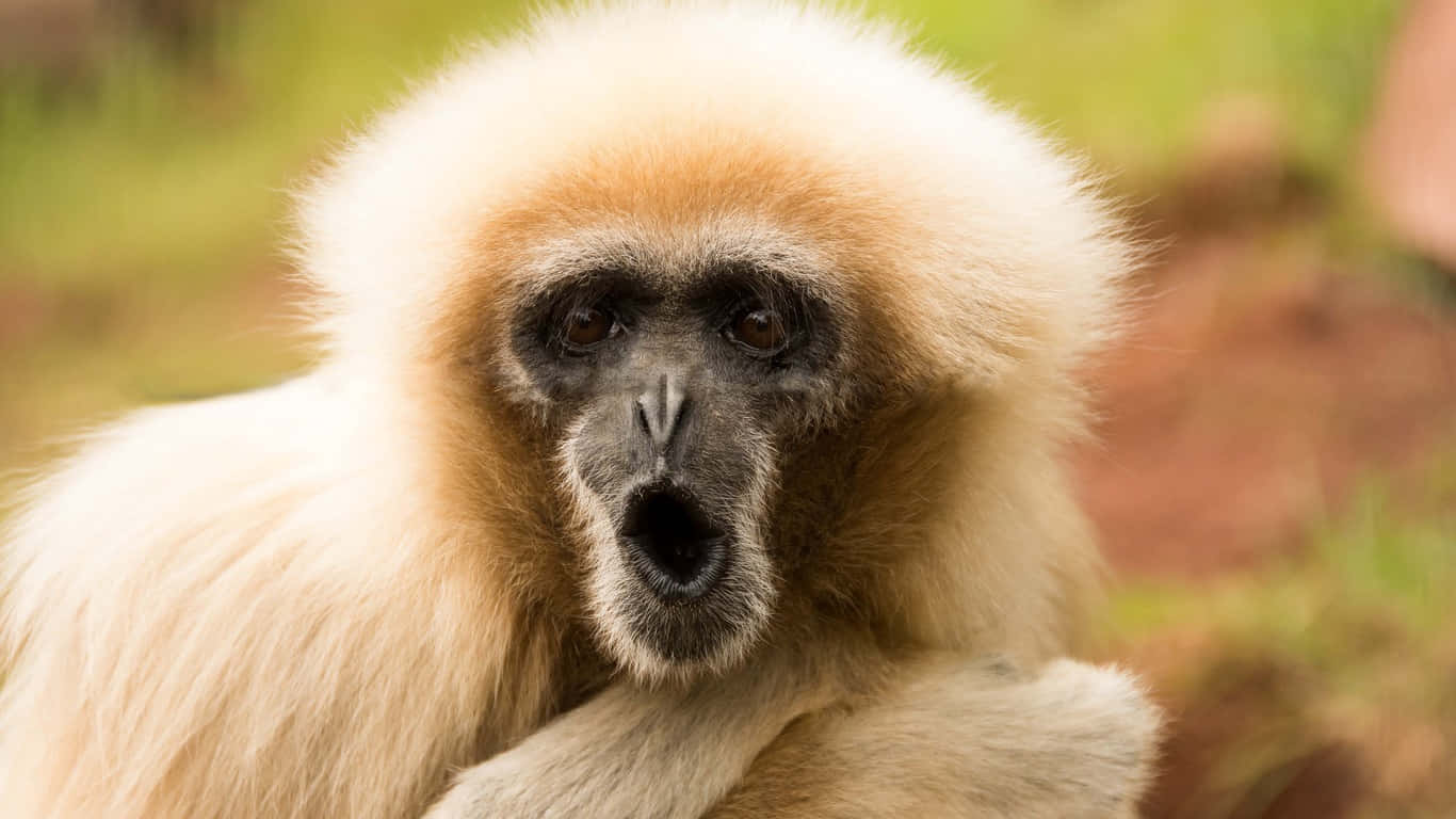 A Gibbon Gazing Off Into the Distance
