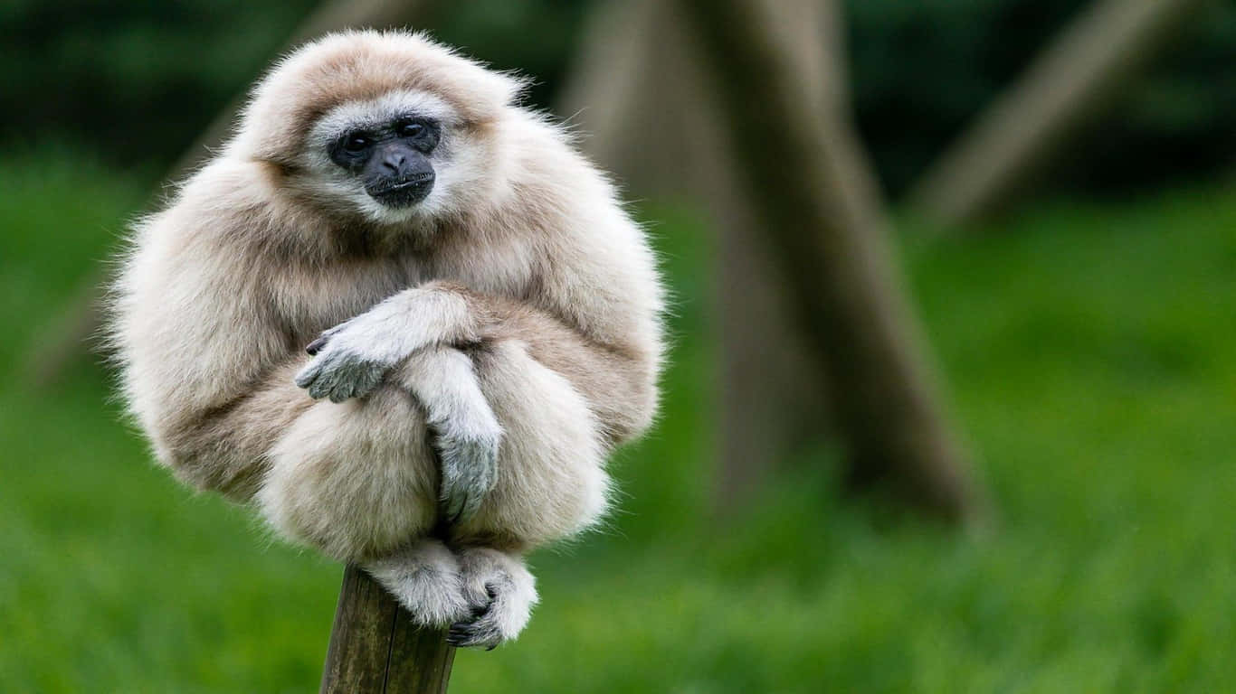 Et tæt billede af ansigtet på en Gibbonabe med dens fascinerende, nysgerrige øjne.