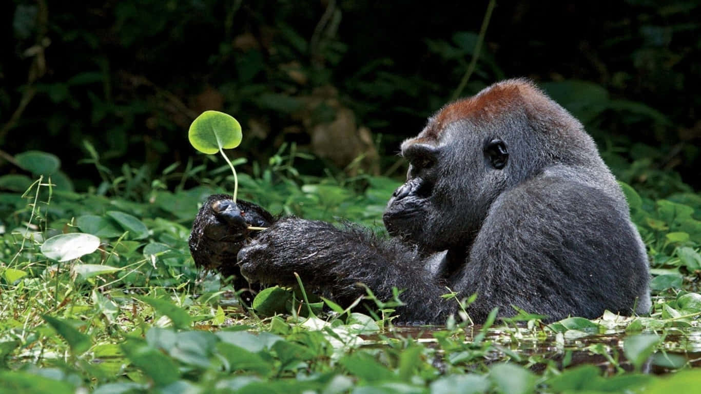 Primopiano Di Un Gorilla Nel Suo Habitat