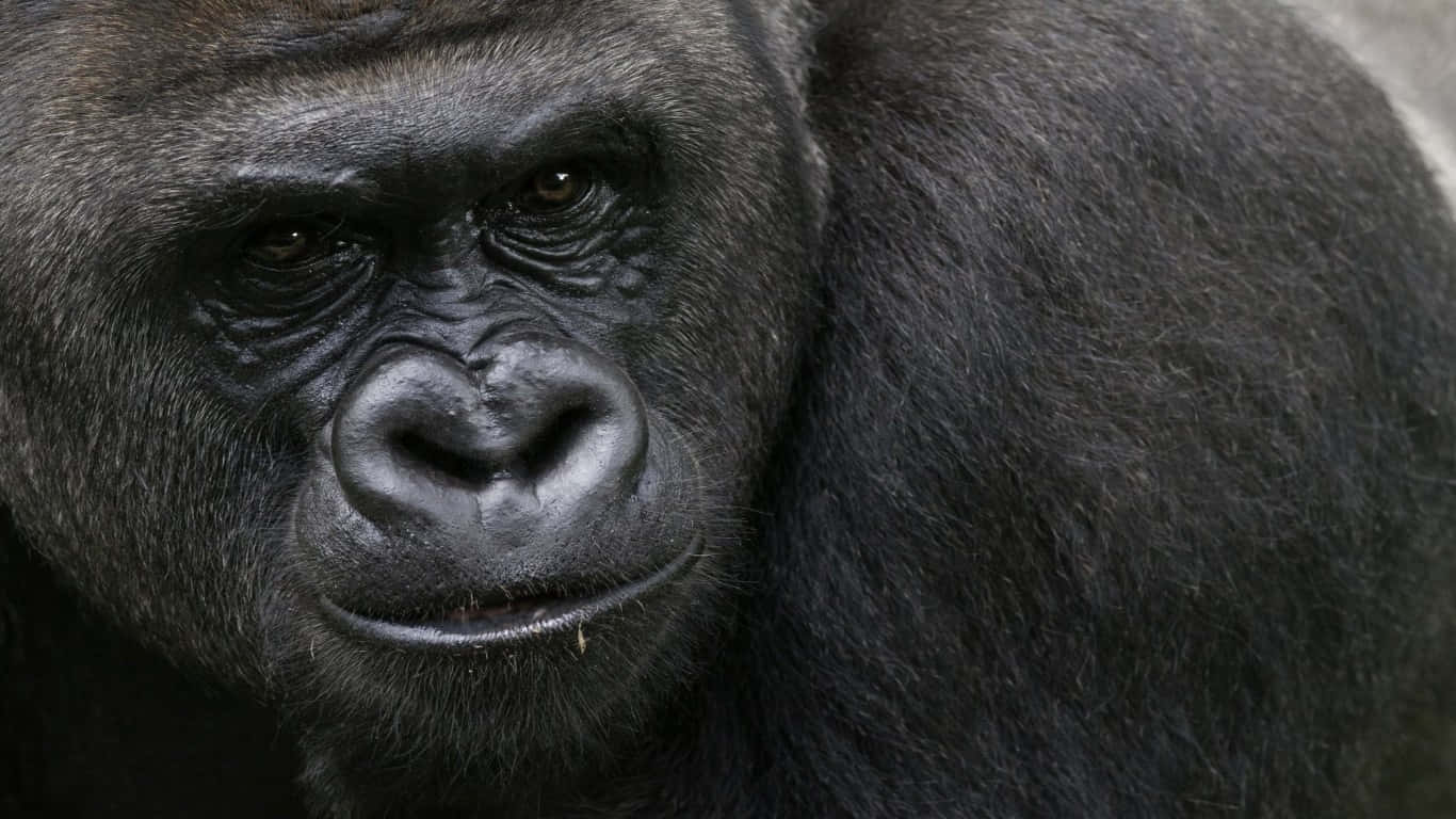 A Powerful Gorilla In Its Natural Environment