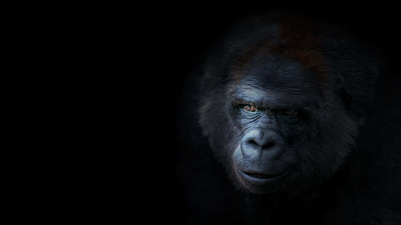 Närbildpå En Gorillas Ansikte.