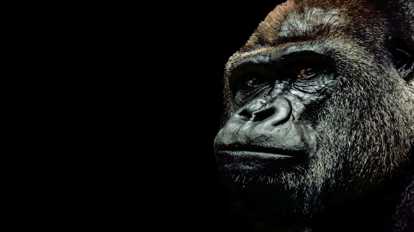 Ennärbild På En Gorilla I Dess Naturliga Livsmiljö