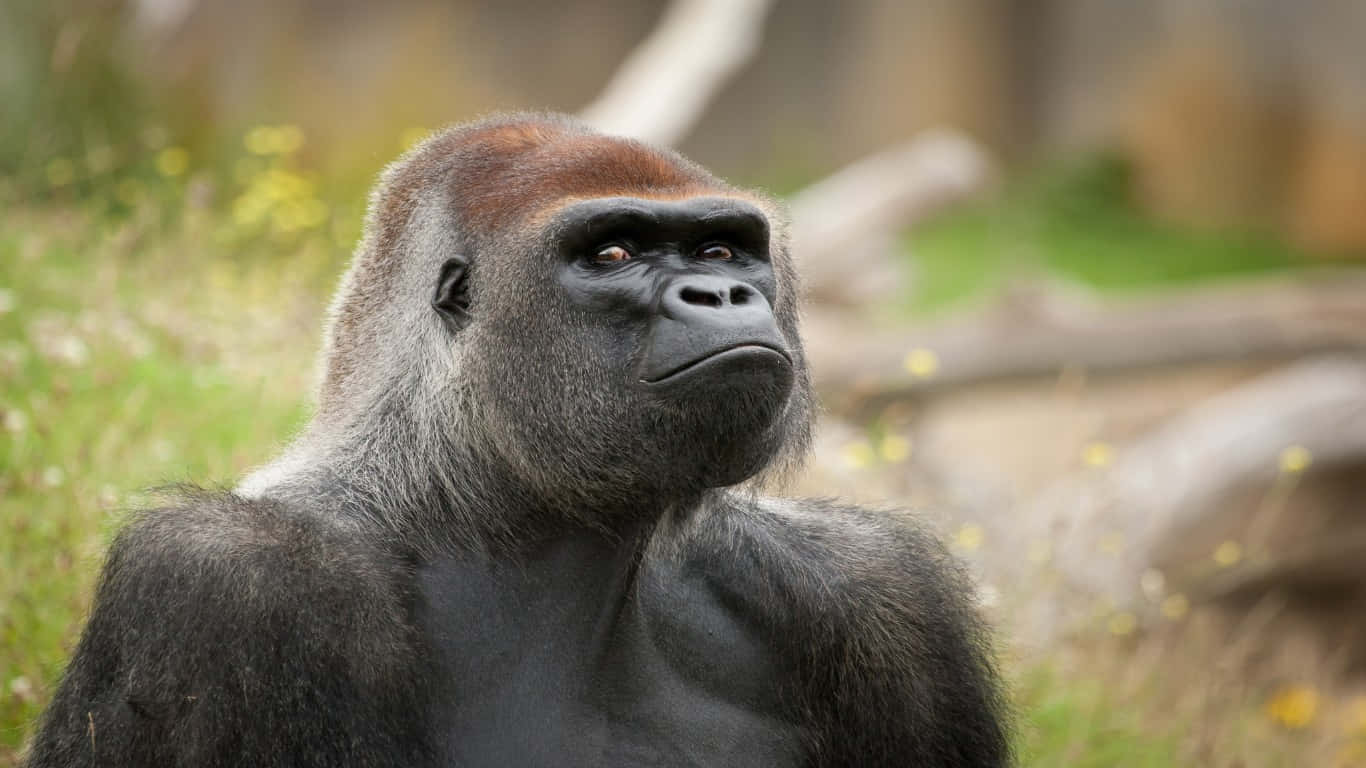 Unaenorme Gorilla In Un Ambiente Tropicale Lussureggiante.