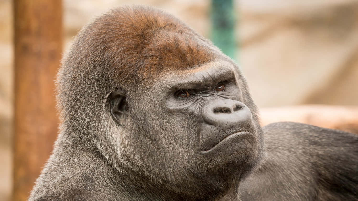 A close-up of a Gorilla's face