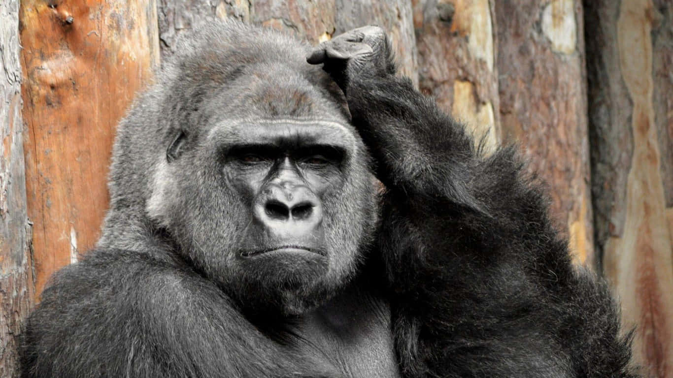 A Close Look at a Large Gorilla
