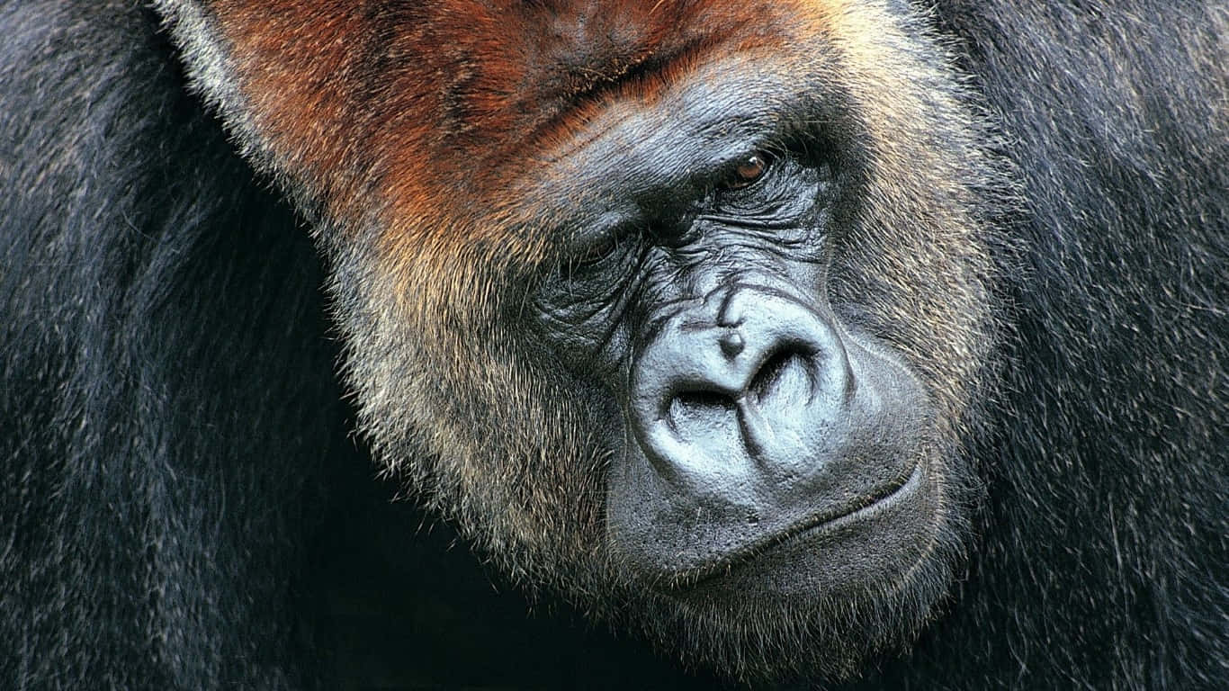 Bilden Gorilla Som Kopplar Av I Naturen