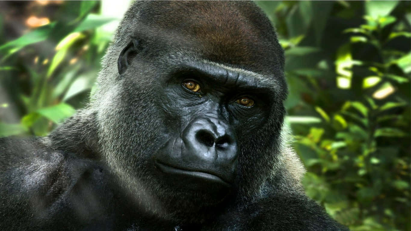 Ennärbild På En Gorilla I Sin Naturliga Miljö