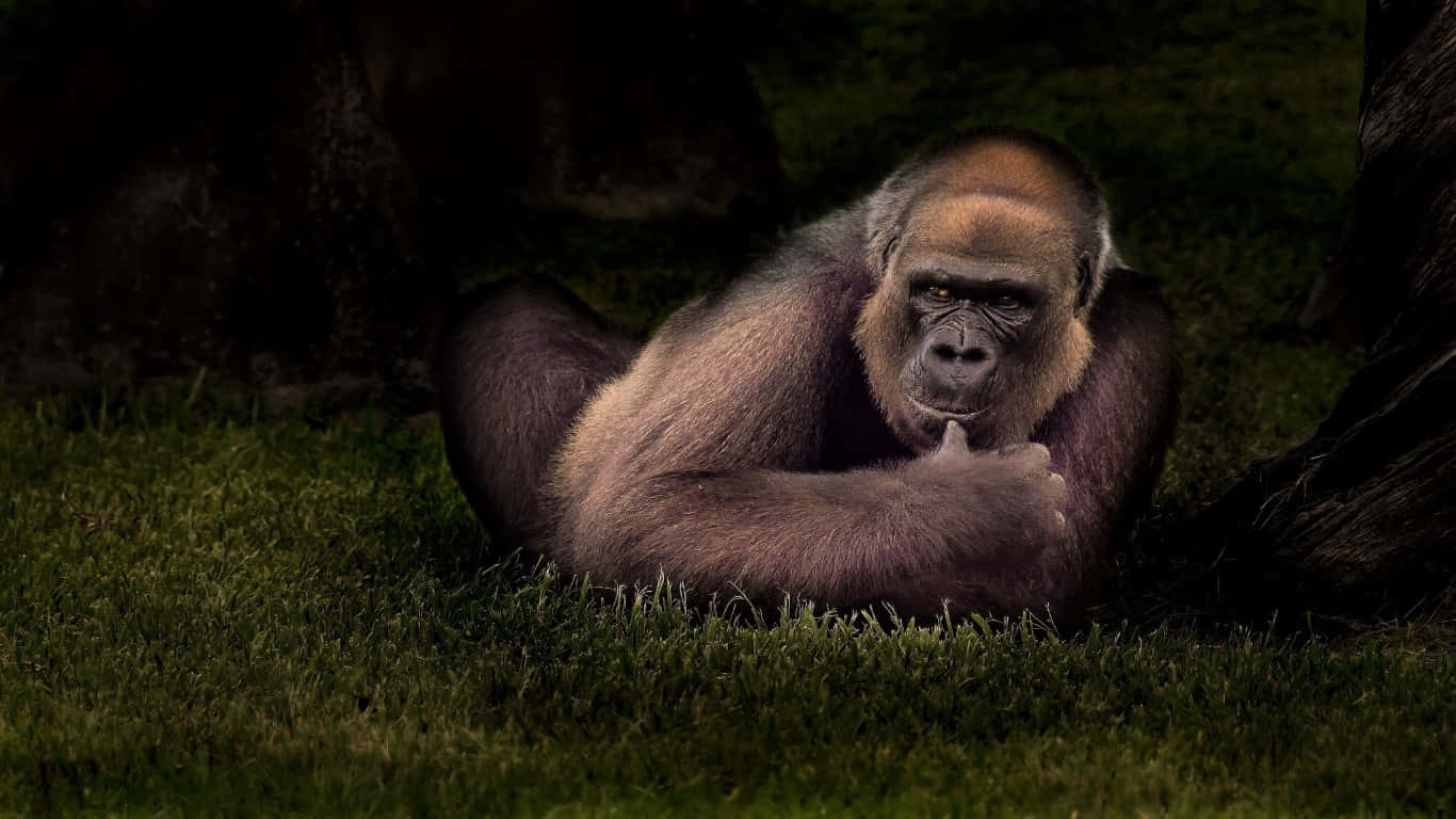 A Curious Gorilla Visiting a Rainforest Tree