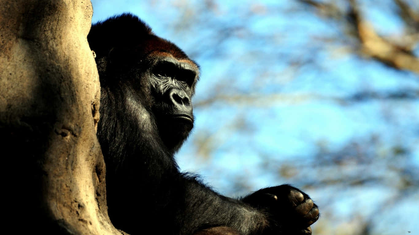 A Gorilla Sitting in a Jungle