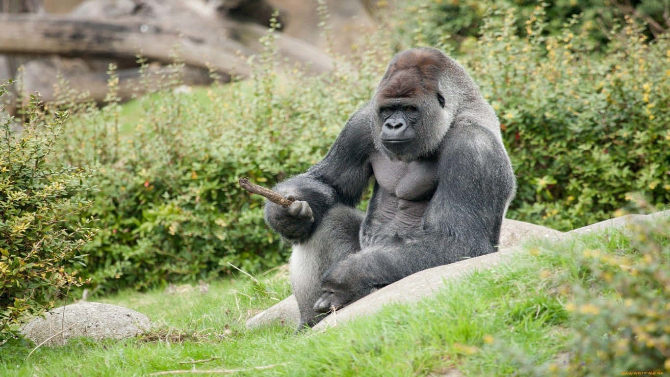 A giant silverback gorilla in his natural habitat.