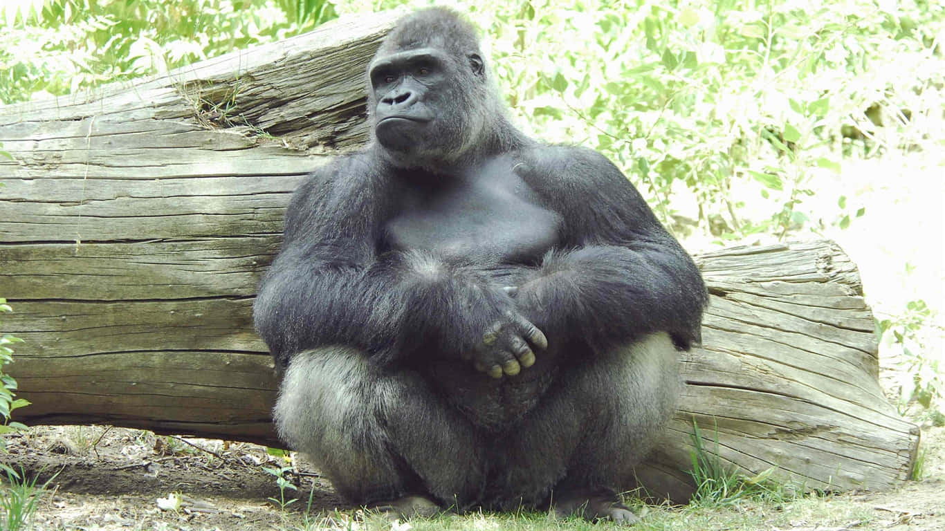 A Gorilla Sitting in a Forest Glade