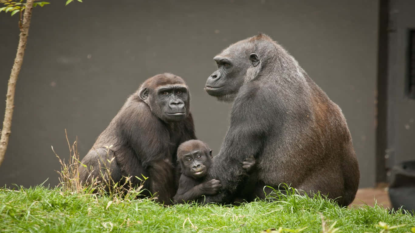 Unosfondo Con Una Gorilla Nel Suo Habitat Naturale