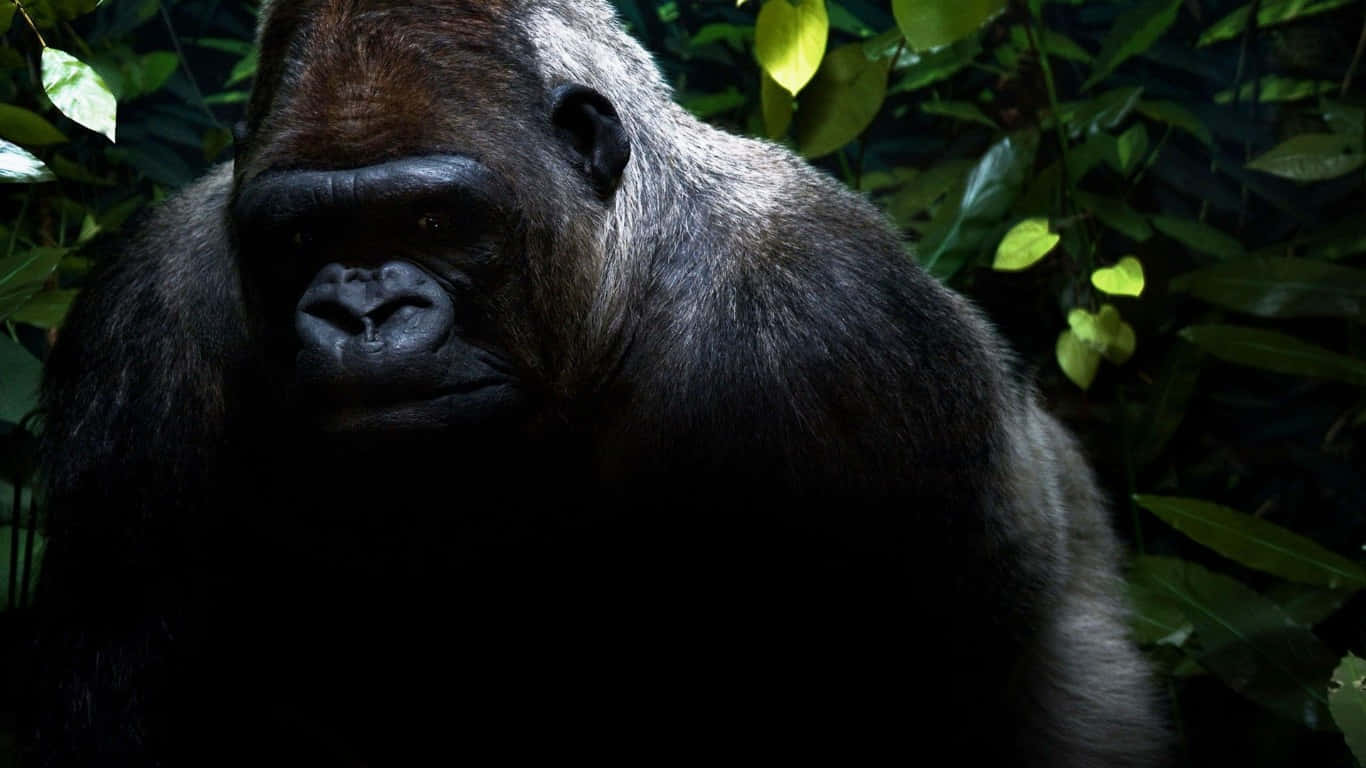 A close up of a peaceful gorilla