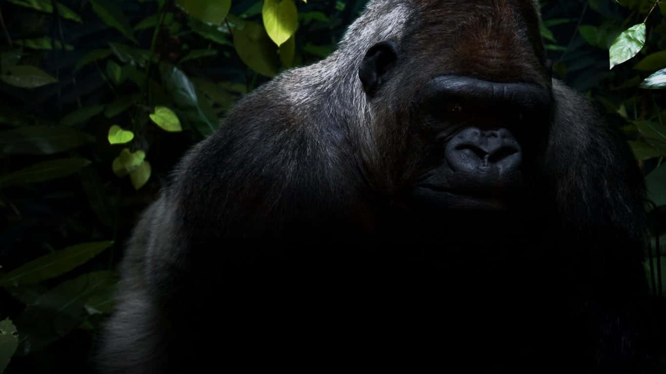 A large gorilla stands in a lush jungle background