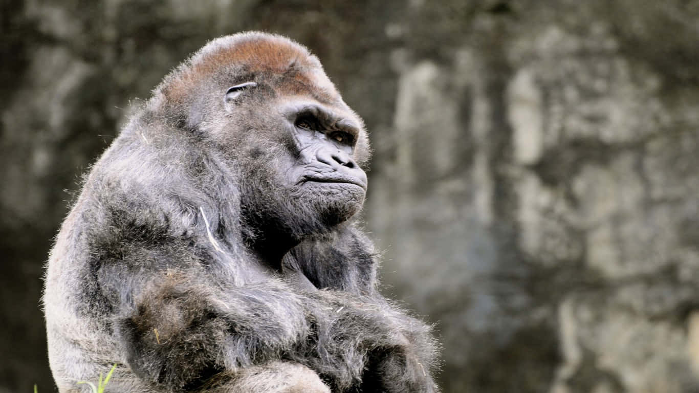 Låtdig Förtrollas Av Visdomen Hos En Majestätisk Gorilla
