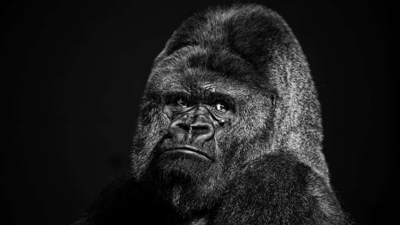 Tittaruppåt, En Gorilla Som Betraktar Sin Omgivning