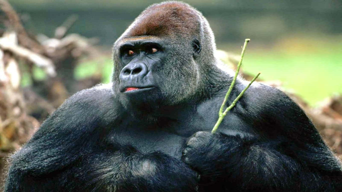 Ennyfiken Gorilla Tittar Ut Från Sin Livsmiljö