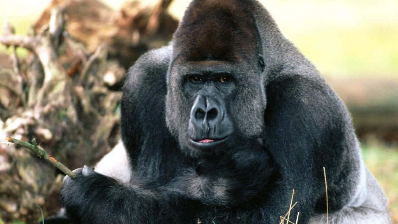 A Gorilla residing in a forest.