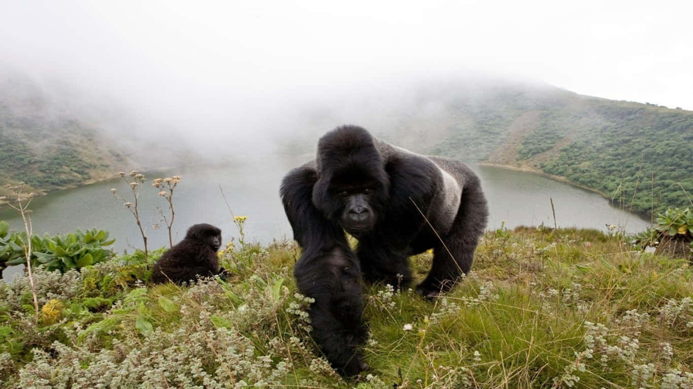 Unselvaggio Gorilla Osserva Da Tra Gli Alberi Nel Suo Habitat Naturale.