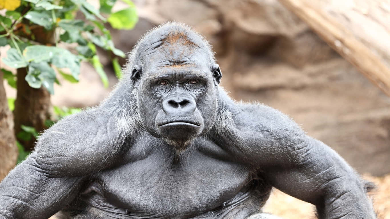 A Closeup of a Gorilla Looking Straight Ahead