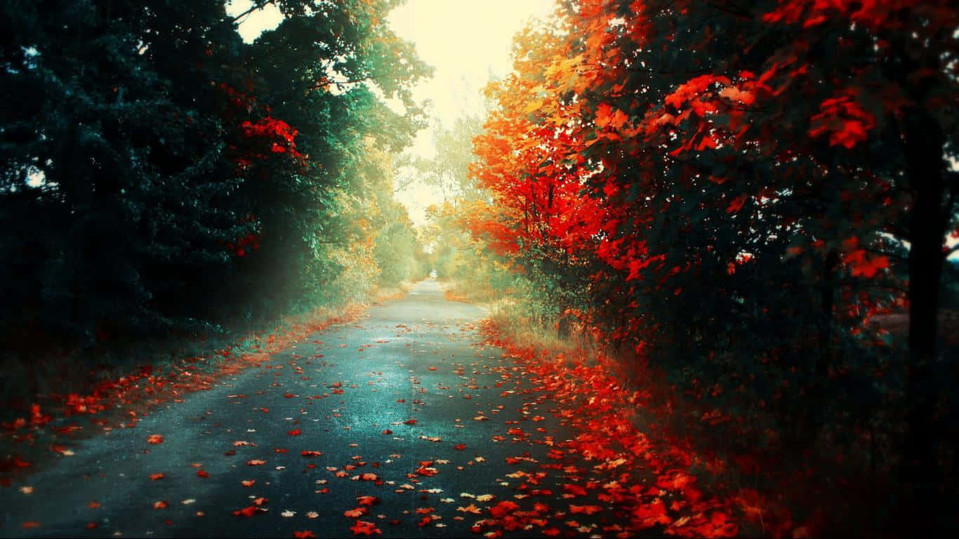 Autumn Road 1366x768 Monitor Background
