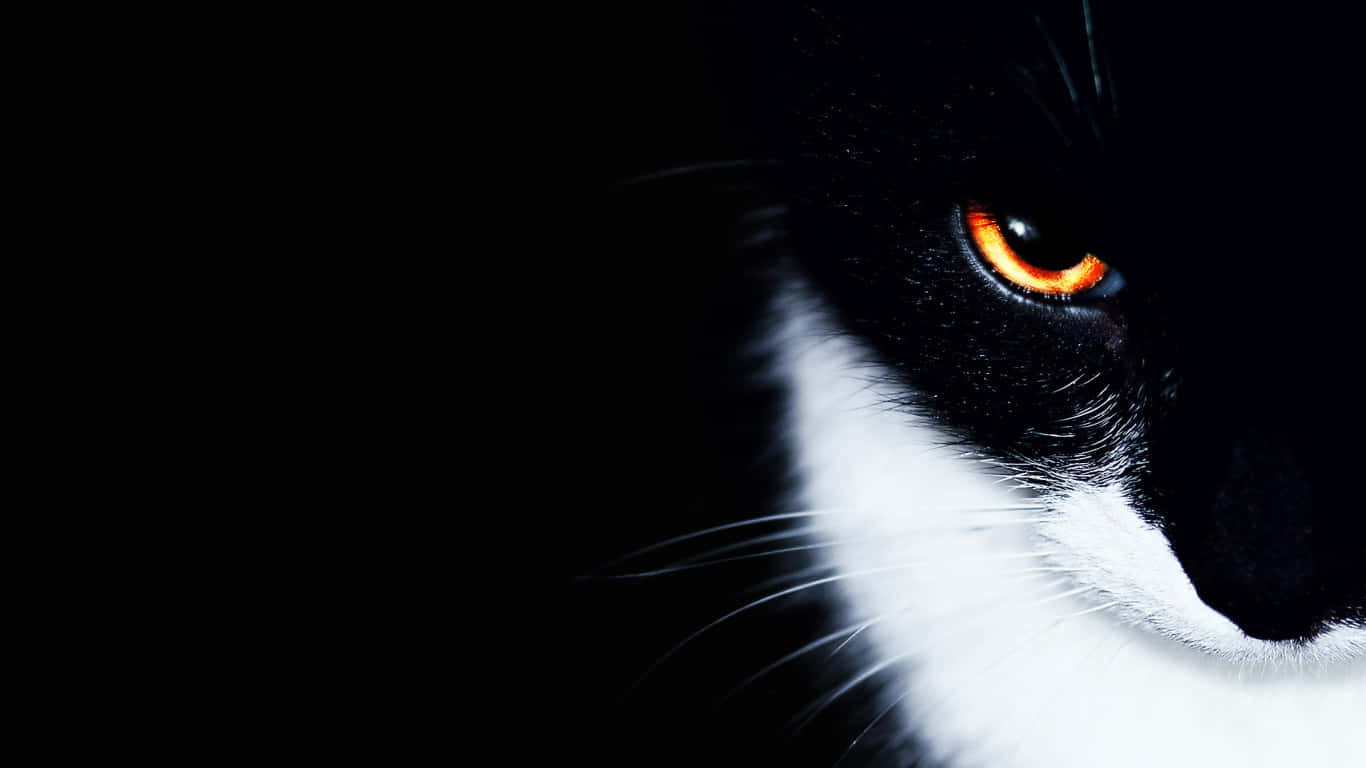 Black And White Cat 1366x768 Monitor Background