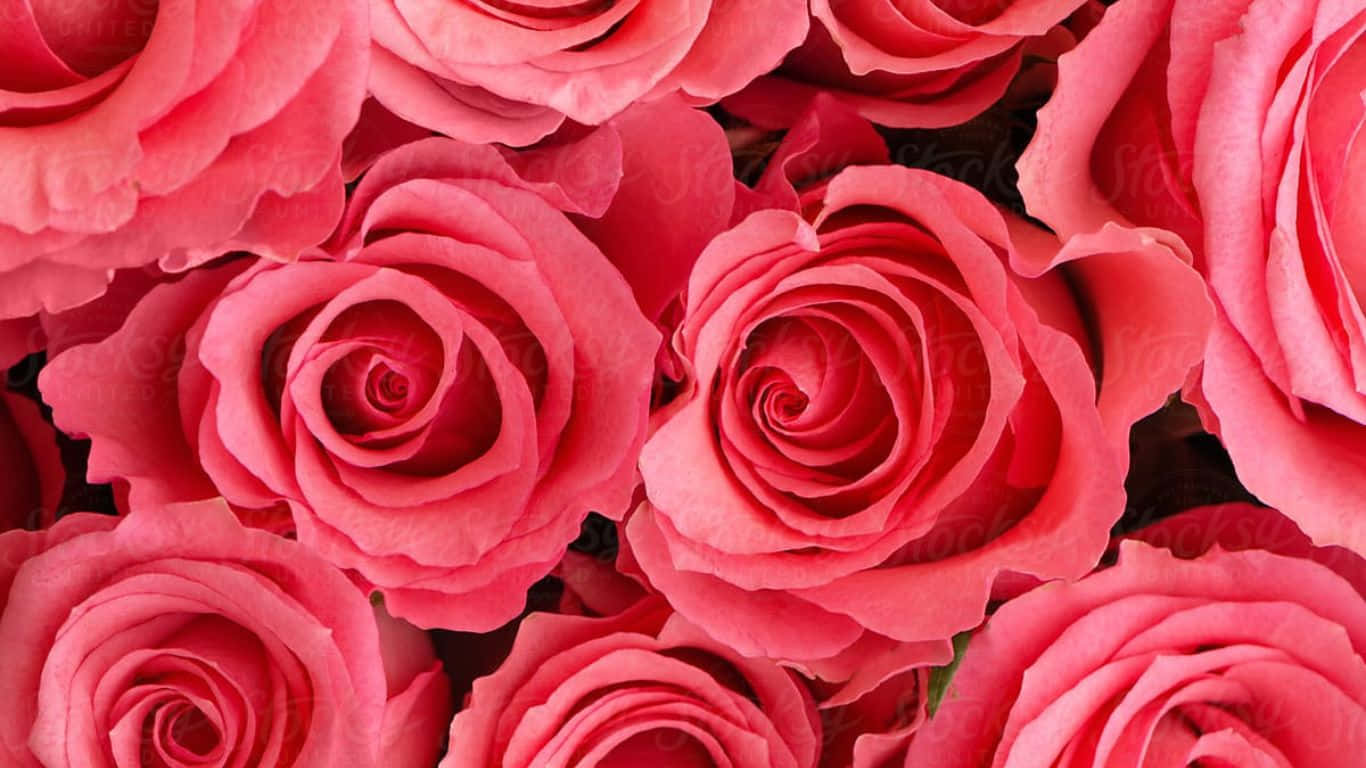 Rose Bouquet in Vibrant Colors