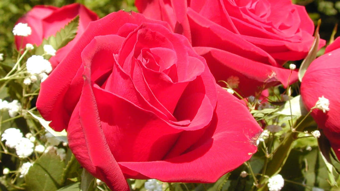 Mazzodi Rose Colorato