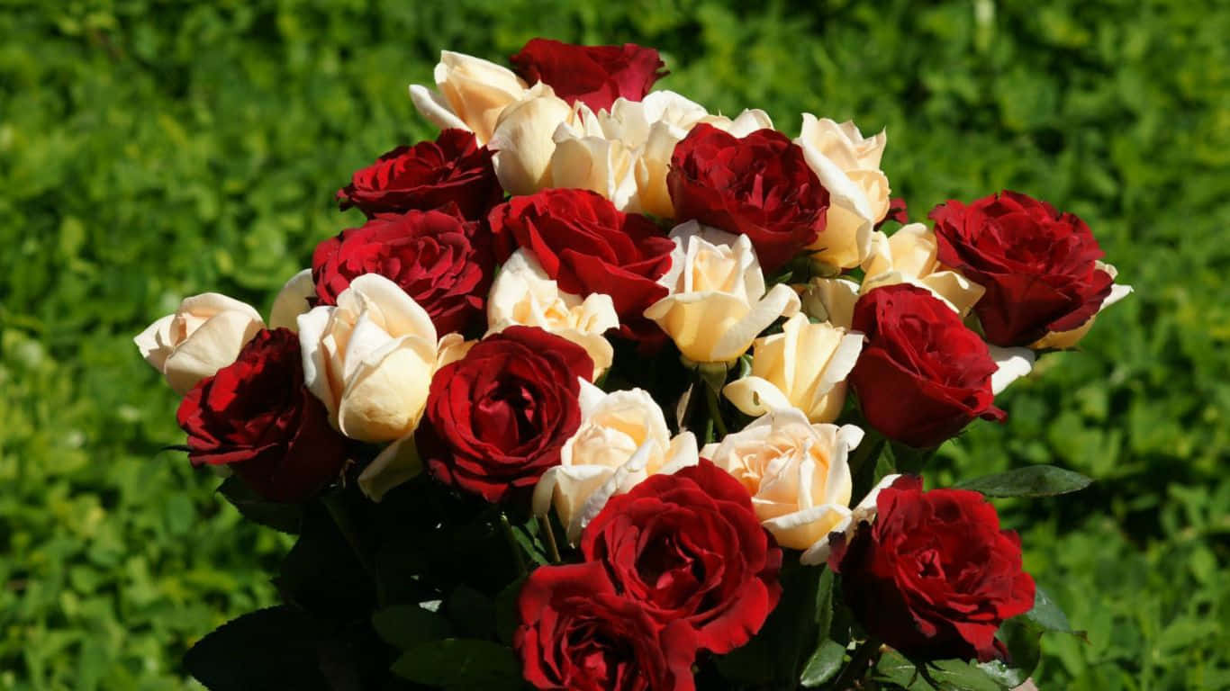 Bright Red Roses on White Background