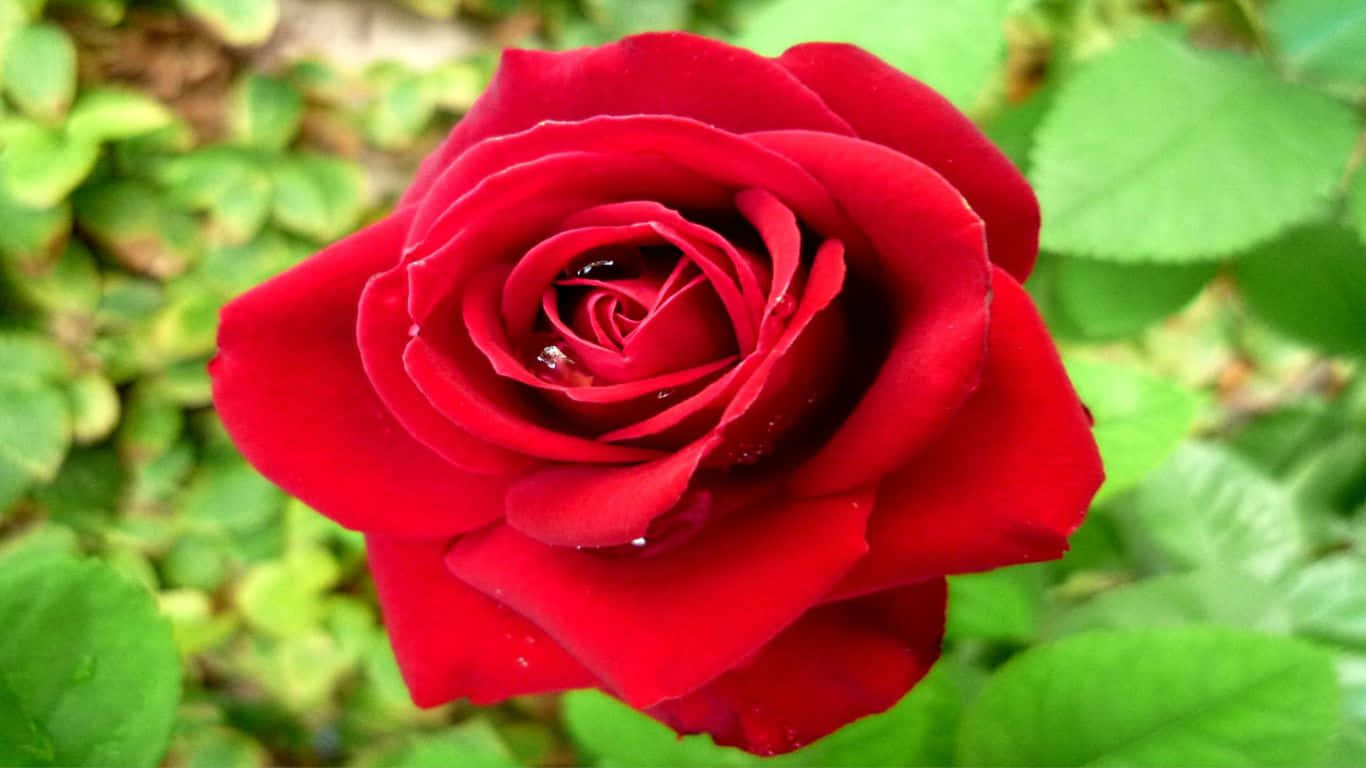 Bellerose Rosa Su Uno Sfondo Rosa