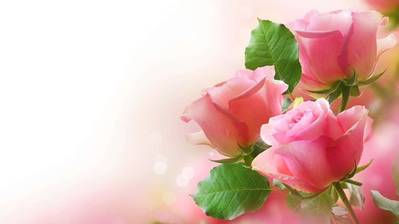 Stunning Ariana Grande pink rose wallpaper