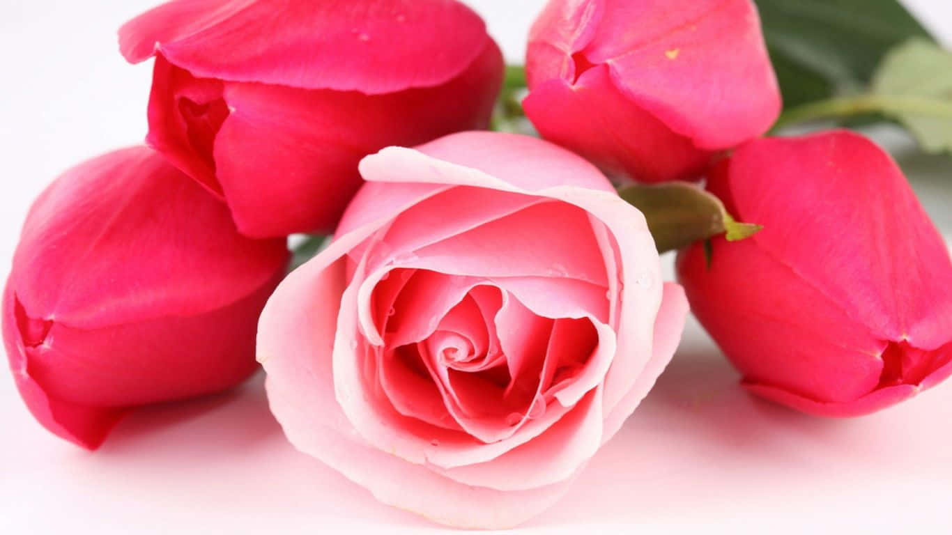 Elegant Pink Roses on a White Background