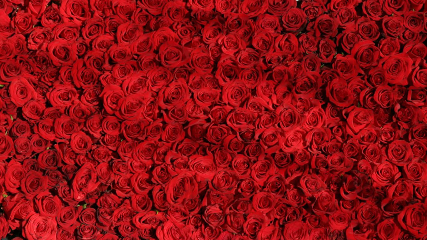 Unprimo Piano Di Una Vibrante Rosa Rossa.