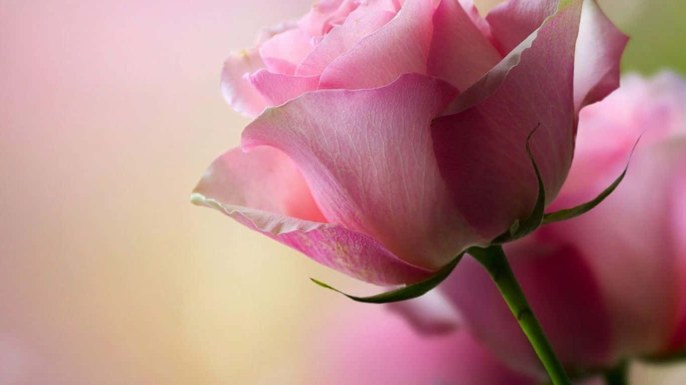 Pink Roses Wallpapers Hd