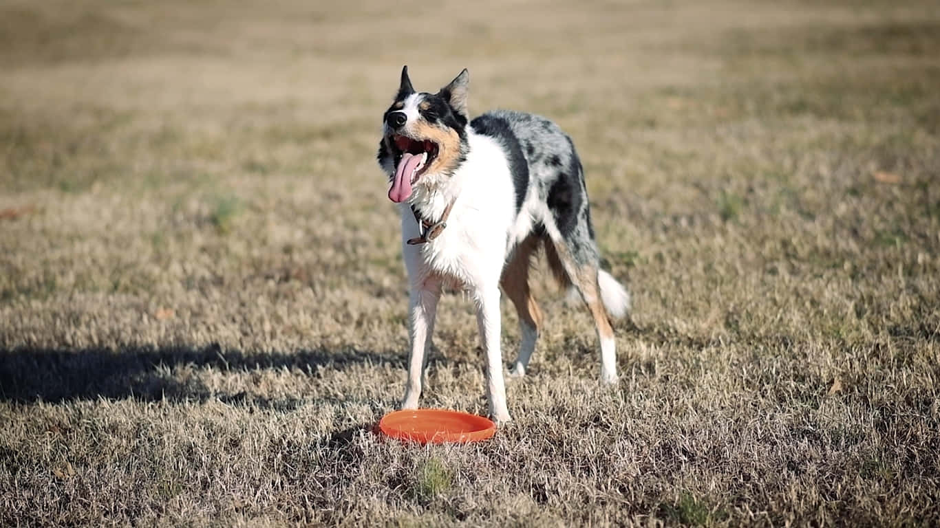 Players Compete in an Ultimate Frisbee Game