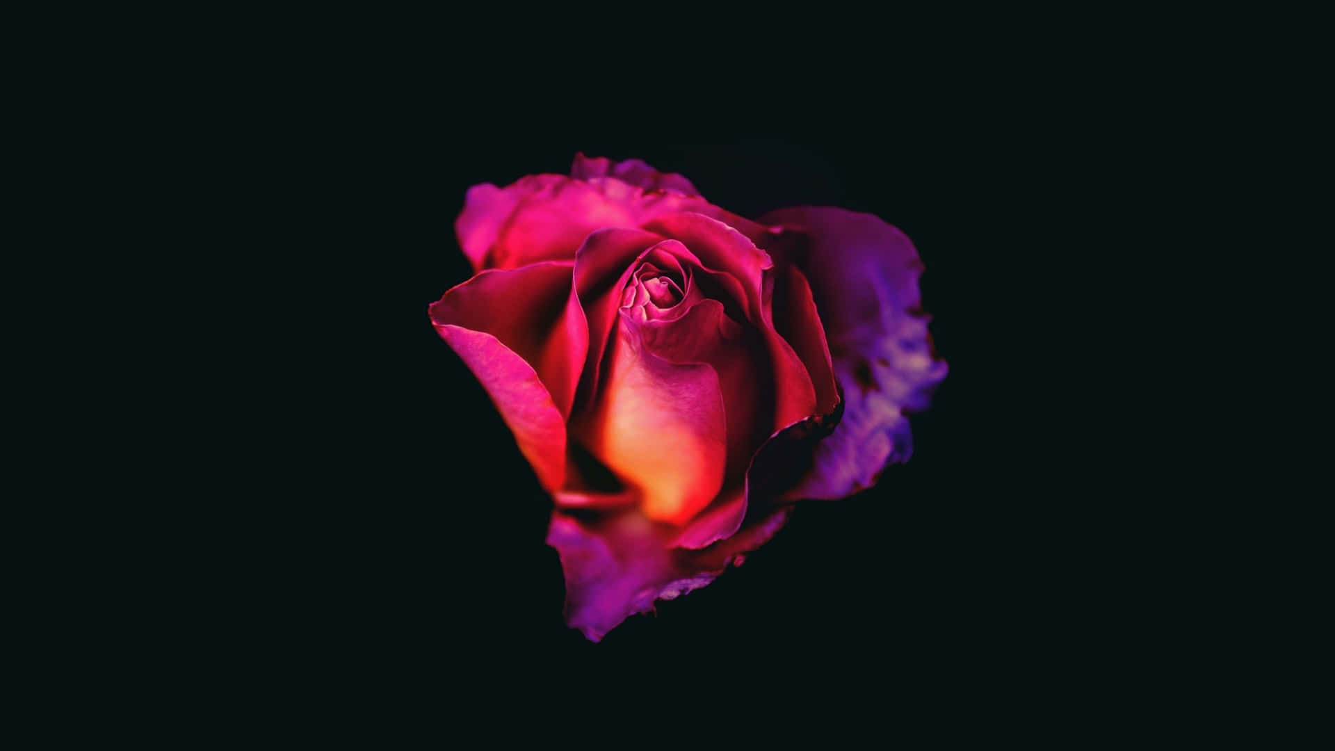 Rosebud 1440p Amoled Hintergrund