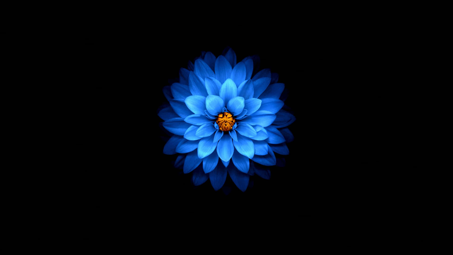 Blå Blomst 1440p AMOLED-baggrund