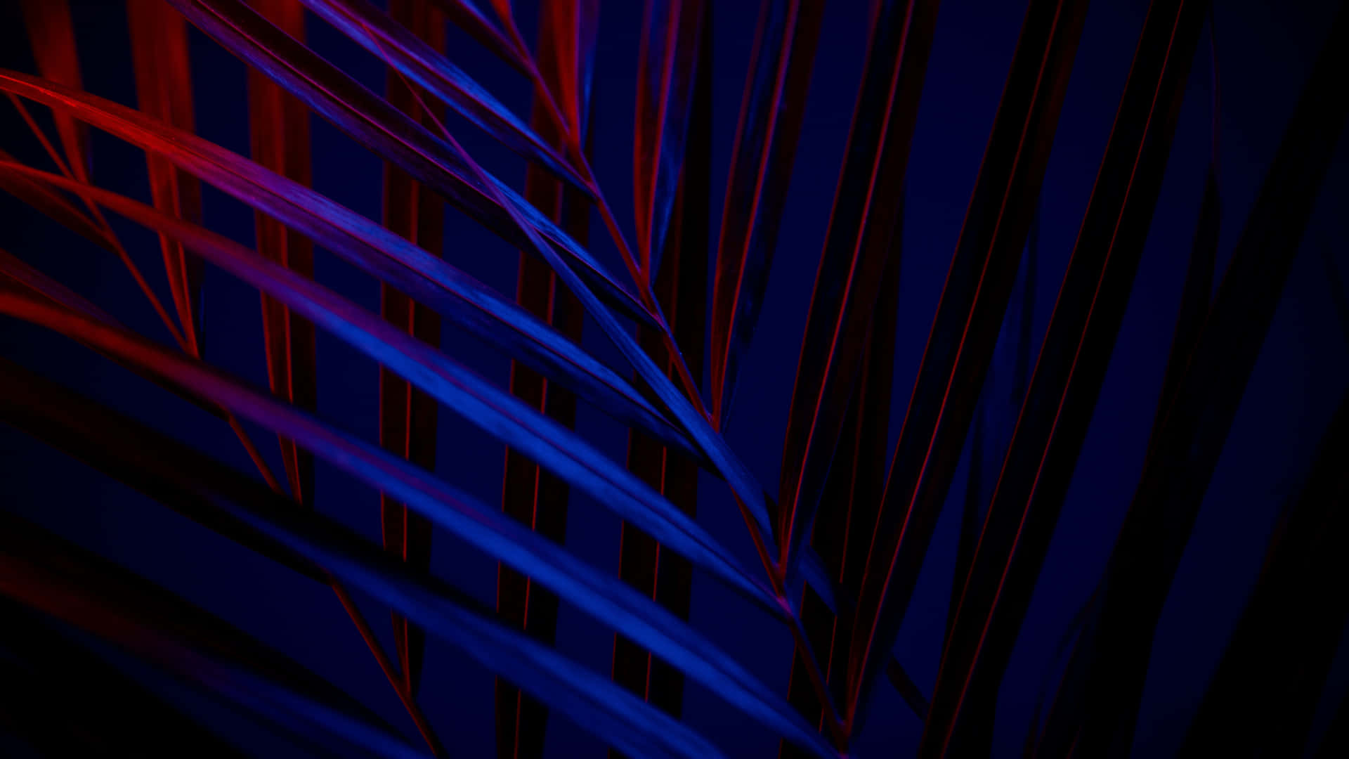 Neonpalm Leaf 1440p Amoled Bakgrundsbild