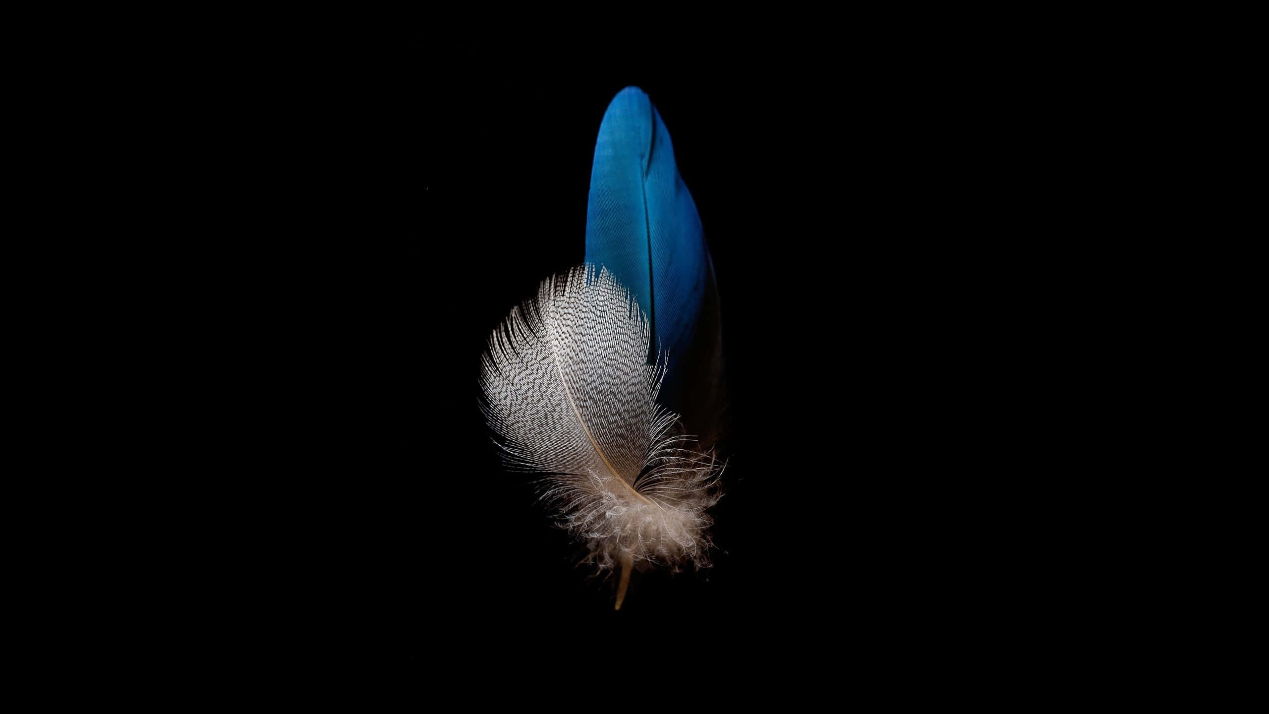 Blue And White Feather 1440p Amoled Background