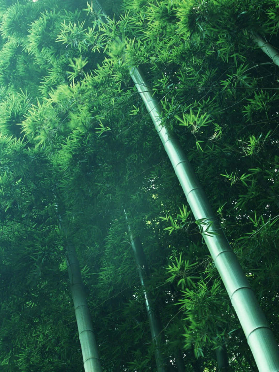 1440pbambu Bakgrund Bambuträd Med Löv