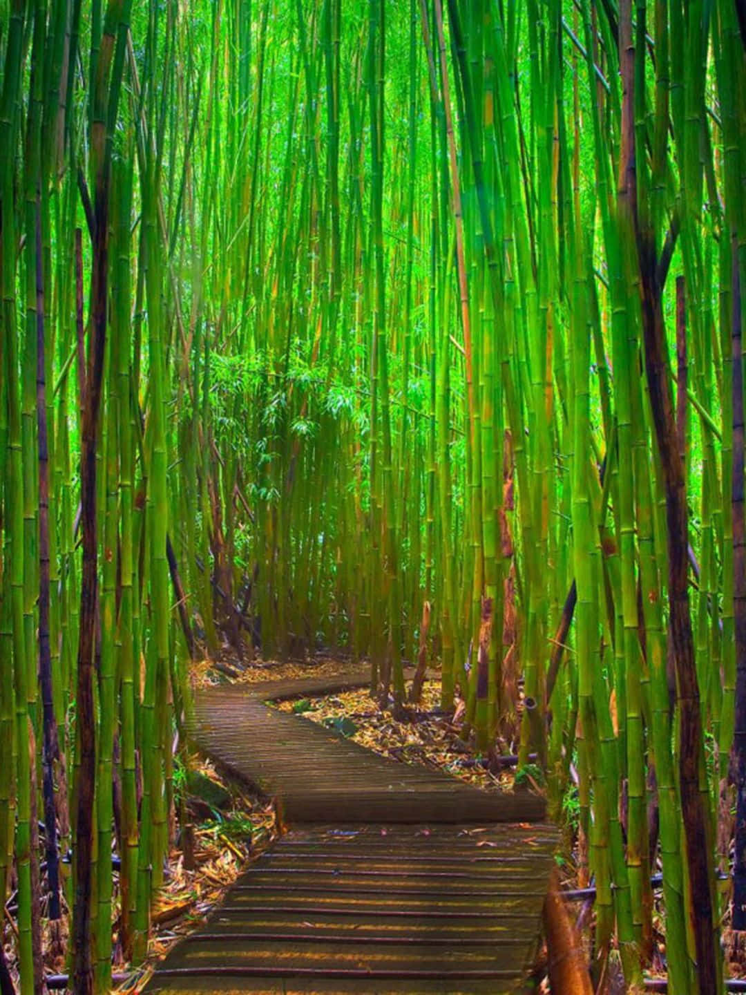 Sfondodi Bambù Stradale In Legno 1440p