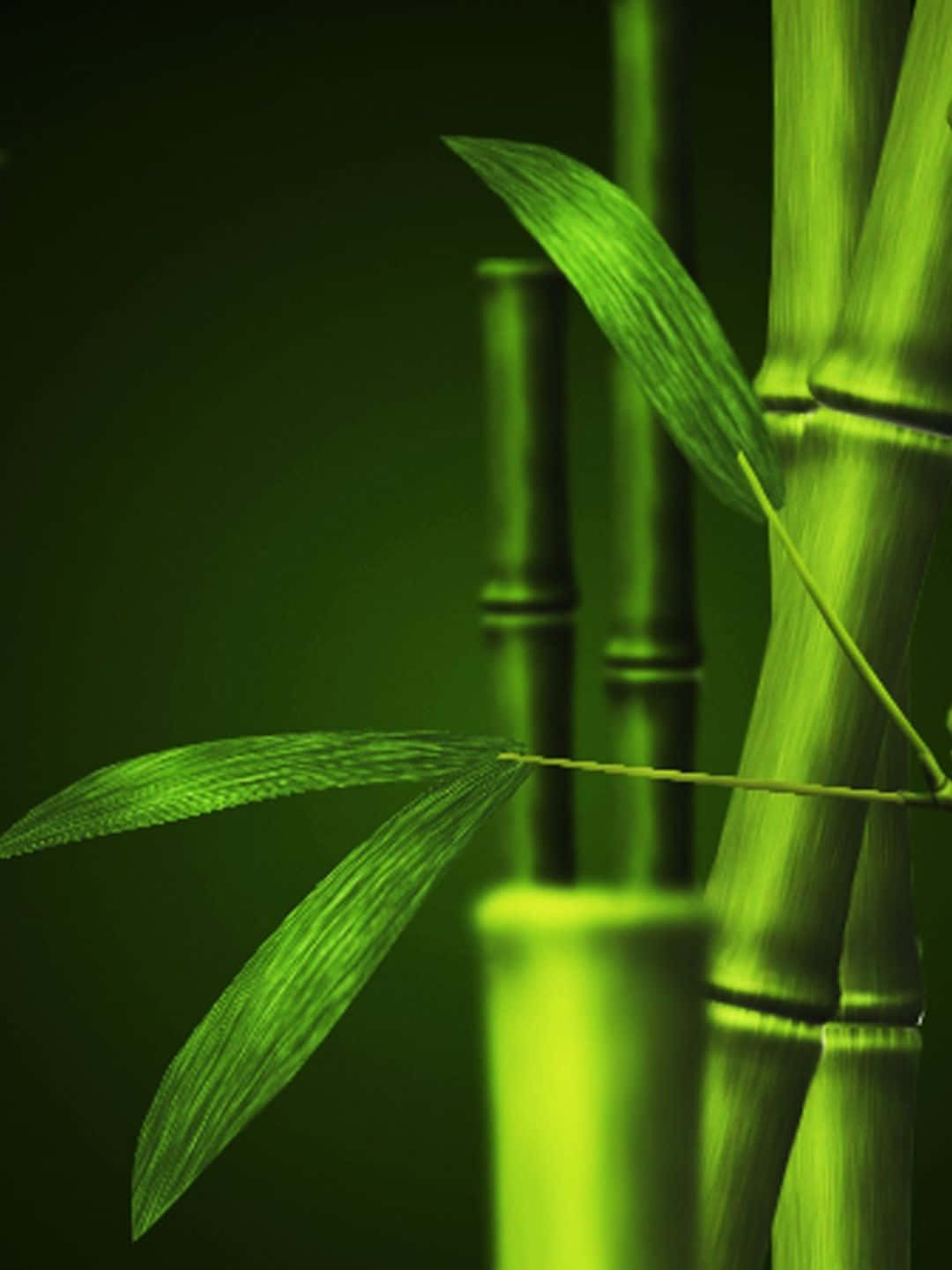 Sfondodi Bamboo Albero Con Una Cornice Scura Da 1440p