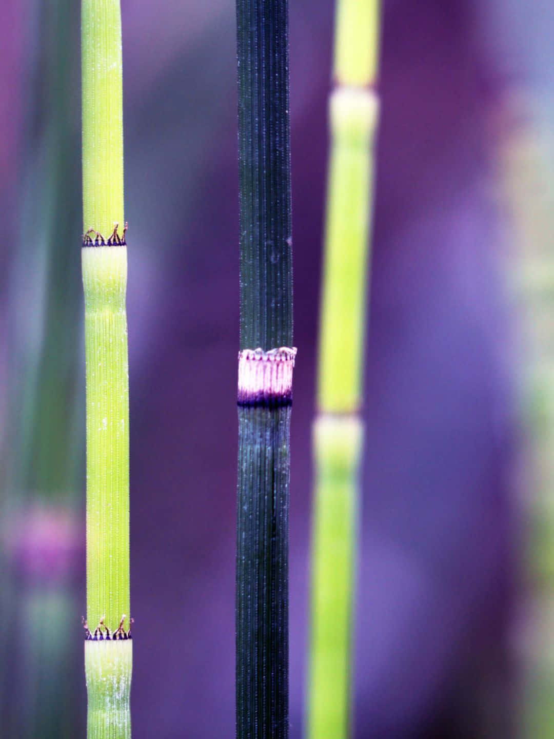 Sfondodi Bambù Viola Con Risoluzione 1440p