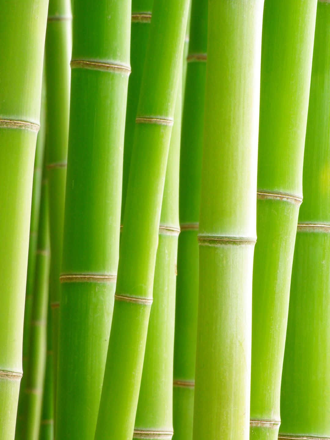 Papelde Parede De Bambu 1440p, Com Hastes Finas Em Tom Verde Claro Agrupadas.