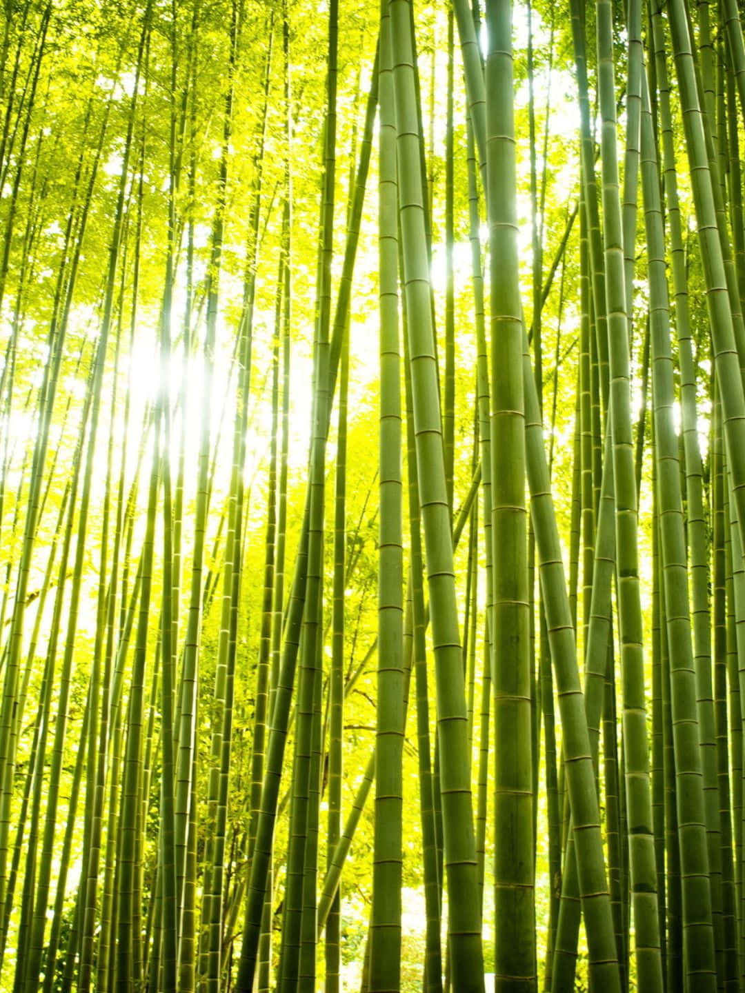 Fundode Tela De Bambu 1440p, Árvores De Bambu Com Uma Luz Brilhante.